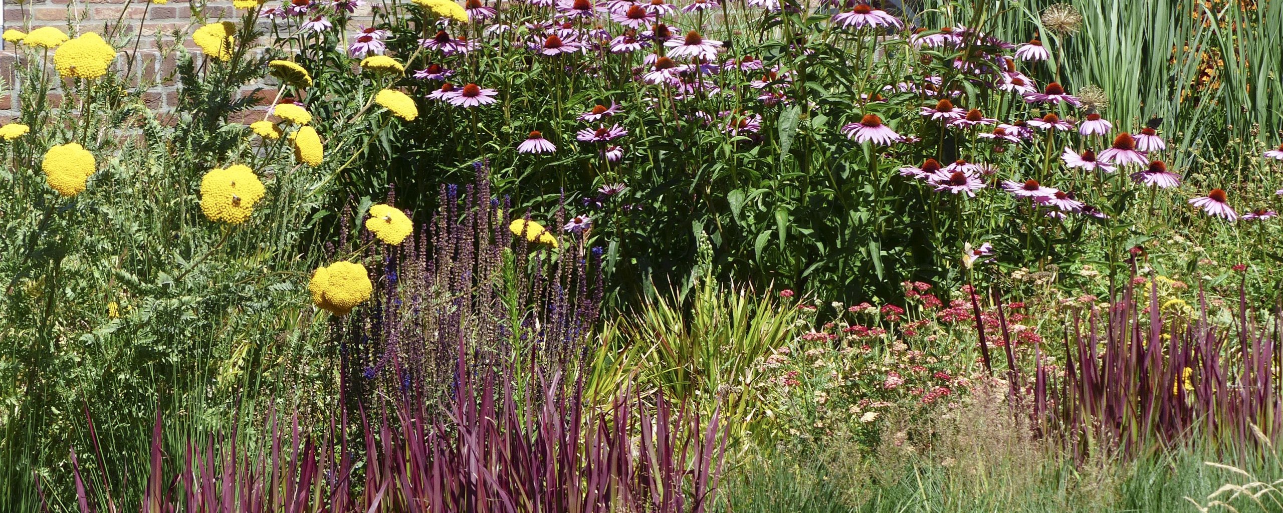 Foto van bloemen en planten in de tuin
