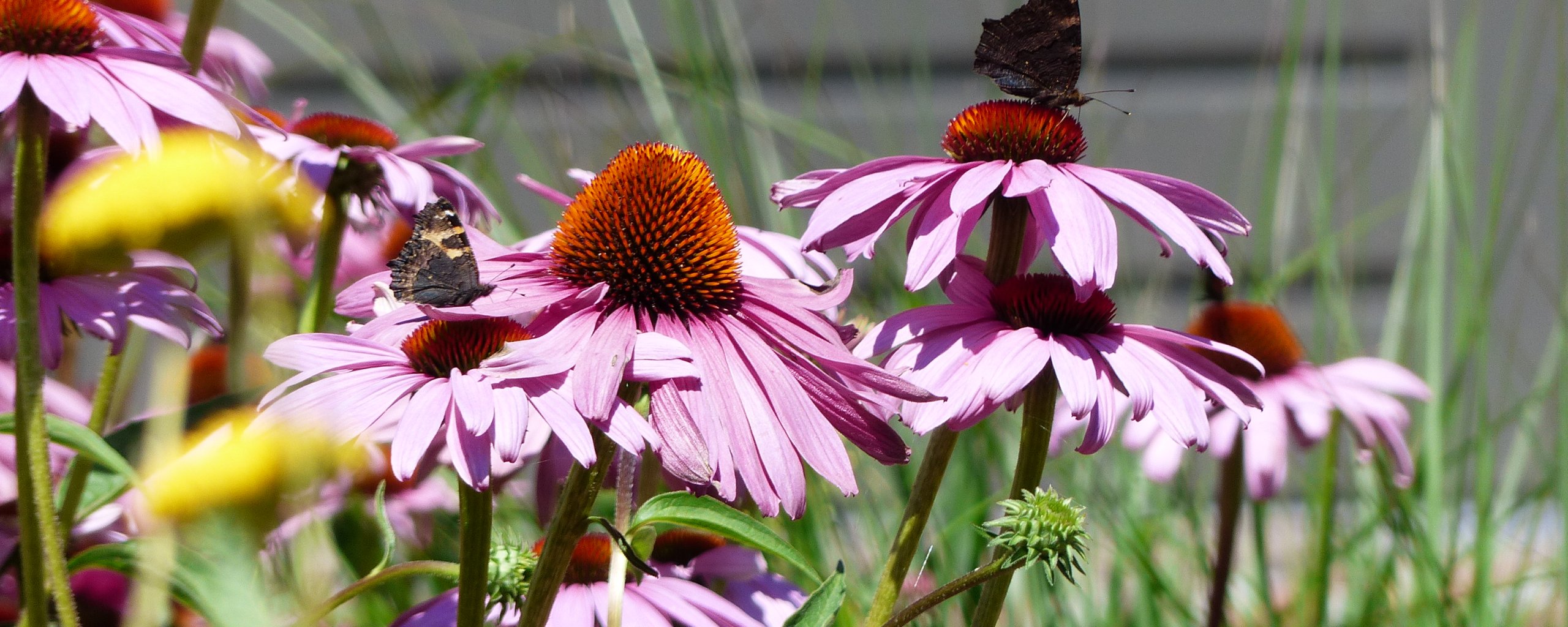 Bloemen