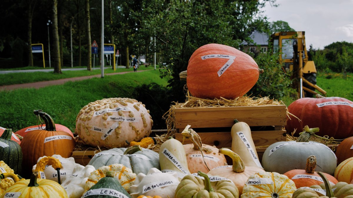 Pompoenenfoto laatste maandwinnaar Kiek! Lingewaard
